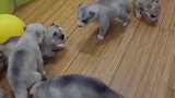 朋友家有一群刚满月的哈士奇小奶狗，真的是太可爱了