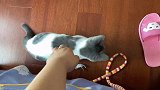 小猫咪被主人忽悠跳高，尝试失败后，只能用吃饭掩饰尴尬