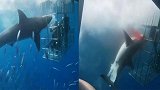 实拍大白鲨扑向潜水员，头却被卡防鲨笼栅栏，疯狂挣扎流血而死