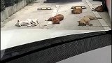狗子：我们睡觉重要，你去别处停车吧！