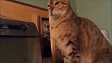 猫咪一直站着发呆，被另一只猫吓到，真是太搞笑了！