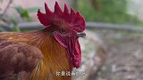 大公鸡为了活命，偷吃洗衣粉，宠物搞笑短剧