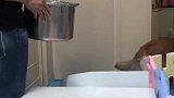 当妈妈后孩子就是金毛的软肋，主人总是拿顿狗肉汤吓它
