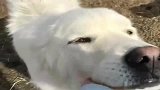 狗子：真是为农场操碎了心