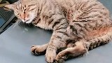 猫：瞅啥瞅，赶紧把停车费给了！
