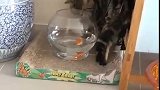 猫：这鱼再养几天就可以吃了！