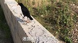 八哥咬主人，主人说：你是不是想下锅了，八哥听了反应有点搞笑