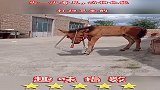 头一次看见，动物也能打扫卫生的