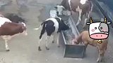 小牛正在进食，突然被同伴偷袭