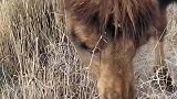骆驼是铁嘴铜胃，带刺的吃着才有劲