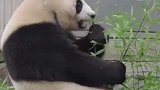 对着熊猫说四川话，没想它竟是这个反应，网友听懂了吗