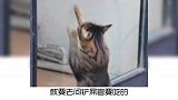 宠物冷知识：为什么猫咪盯着你睡觉？