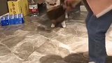 最强擒狗术, 狗二哈, 我做错了什么, 你要这样对我