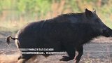 野猪正式调出“三有”名录，专家：不意味可以随意捕杀