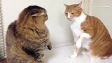 猫咪：打架就打架，干嘛还骂人真是讨厌
