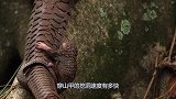 穿山甲的挖洞速度有多快？如果没有镜头拍下，根本没人敢信！