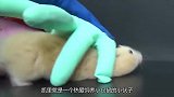 主人用手套造迷宫实验仓鼠，谁知被化解，仓鼠低估我智商