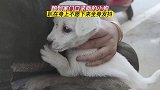 家门口跑来一条流浪狗，把它抱起来，全身都在发抖