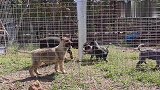 澳洲牧牛犬