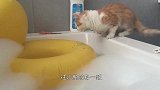 猫咪偷看蜥蜴洗澡，一不下心掉进了浴缸，场面十分滑稽