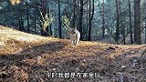 猫咪出远门去到树林里找耗子，结果两手空空回到家里
