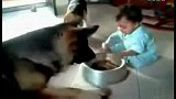 [搞笑]爆笑！狗狗与宝宝抢食吃