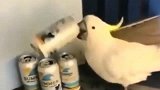 鹦鹉失恋了，一个人买醉！