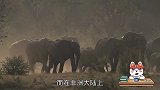 如果鳄鱼和大象打起来了，大象发怒了结果会怎么样？