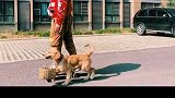 教会洛洛叼篮子技能，可以找个小姐姐一起去买菜了