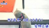 漂亮的喵小六长大了，每天拉着主人去散步，边走边圈粉，太可爱了
