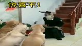 汪星人：兄弟们，你见过它吗？