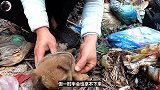 救助被主人当垃圾丢弃的小狗