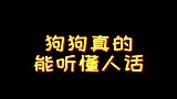 狗狗能听懂人话狗狗用力点头回应的时候，瞬间一整个爆哭破防了