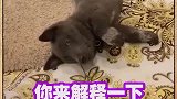 柯基还是蓝猫
