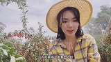 私人定制的枸杞地，一颗枸杞比辣椒都大，转身卖出3倍以上的价格