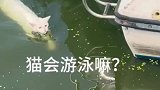 老爸在干农活，白猫捣乱被踢下湖