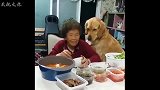 一人吃饭俩狗观看，可把这两只小可爱馋坏了