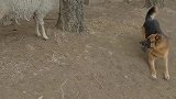 德牧犬看家护院放牧牛羊