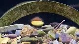 虾虎鱼搬运石头为做窝，网友：感觉鱼嘴都累肿了