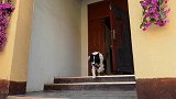 专业训犬师为您解决如何纠正狗狗随行中的爆冲，从此不再狗遛人！