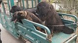 藏獒、马犬和拉布拉多一起坐车来到狗市，几条狗狗相处得挺好