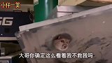 搞笑段子这么早就叛逆，随了谁