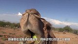 这骆驼厉害了，没有头照样活得潇洒，到处溜达