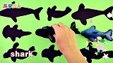 乐享动物乐园带你认识各种大型海洋生物