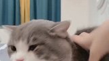 这个猫是想尝尝人肉是啥味儿吗