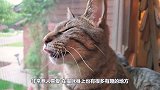 为何猫能轻松缩进盒子？莫非是“软骨功”，实则秘密藏在骨子里