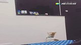 猫小弟够不着玩具，喊来猫姐姐帮忙