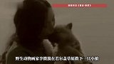《重返狼群》10年后再度爆火！这只叫“格林”的狼，为何感动全网