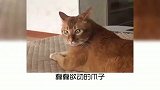 宠物冷知识，你还知道哪些网红猫？看看你认识吗？