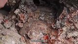 古墓发现千年密室，考古专家破门而入后，里面景象让众人表情失控